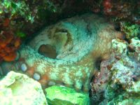 Chobotnice pobřežní, celkem kousek